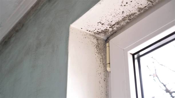 Best Mold Damage Restoration  in St Augustine South, FL